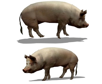 现代猪-ID:790218365