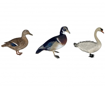 Modern Animal Duck-ID:966260993