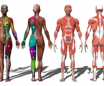 现代医用人体肌肉结构器材设备-ID:293607009