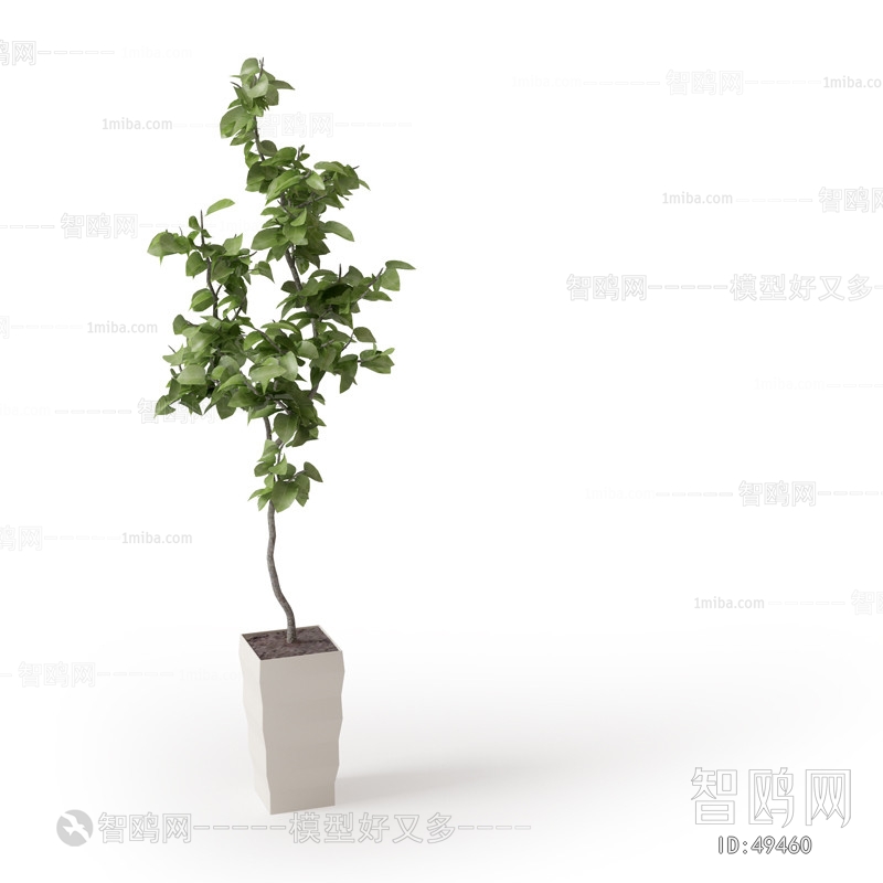 现代绿植盆栽