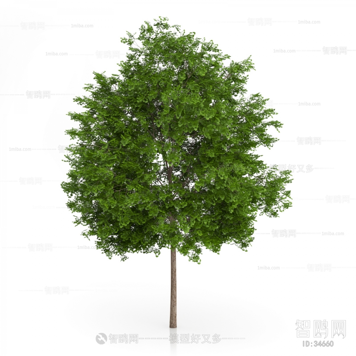 Modern Tree/shrub/grass