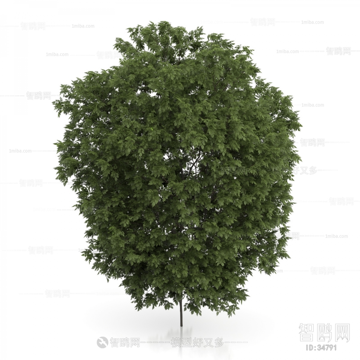 Modern Tree/shrub/grass