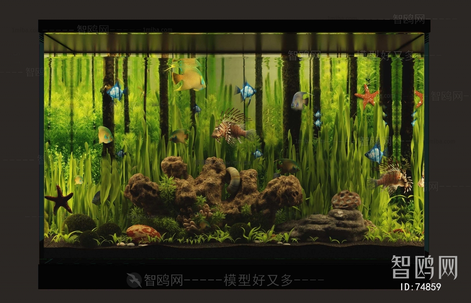 Modern Fish Tank