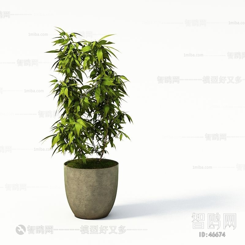 Modern Potted Green Plant