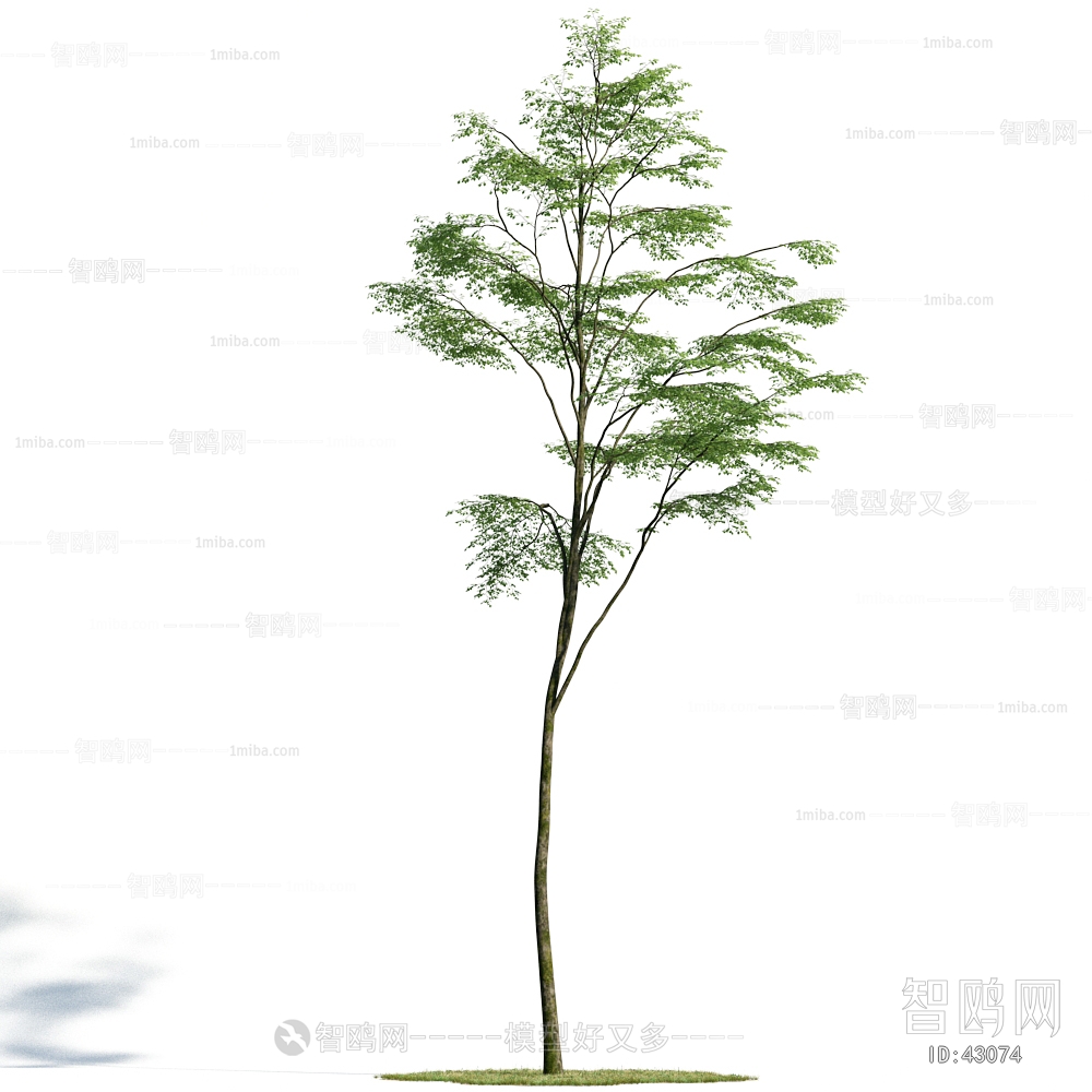 Modern Tree/shrub/grass