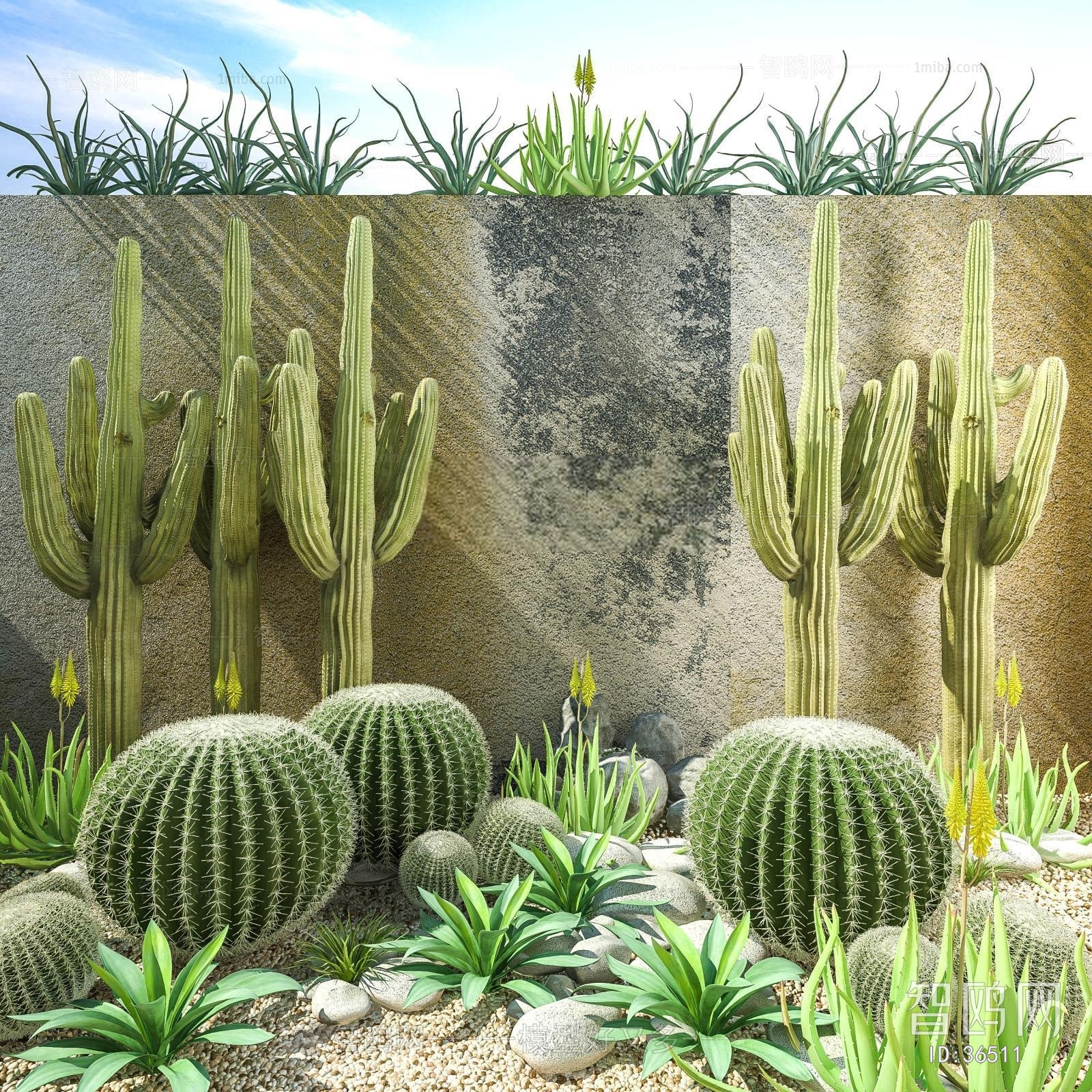 沙漠植物仙人掌组合