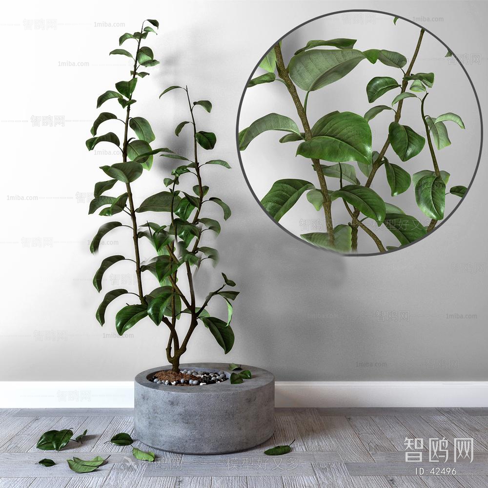 Modern Potted Green Plant