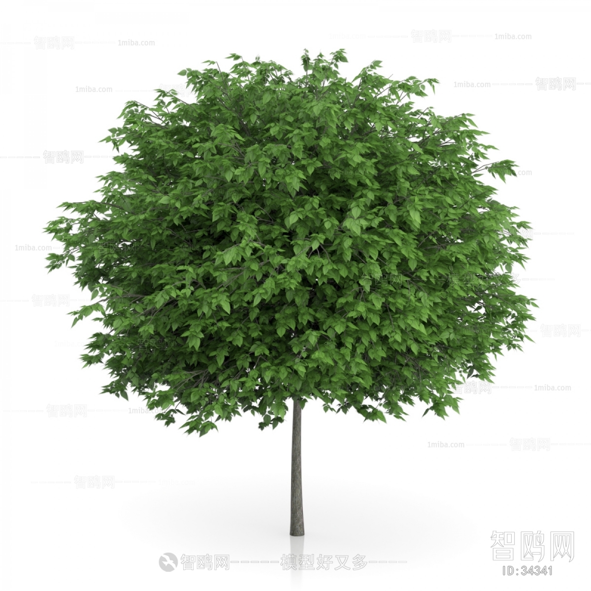 Modern Tree/shrub/grass