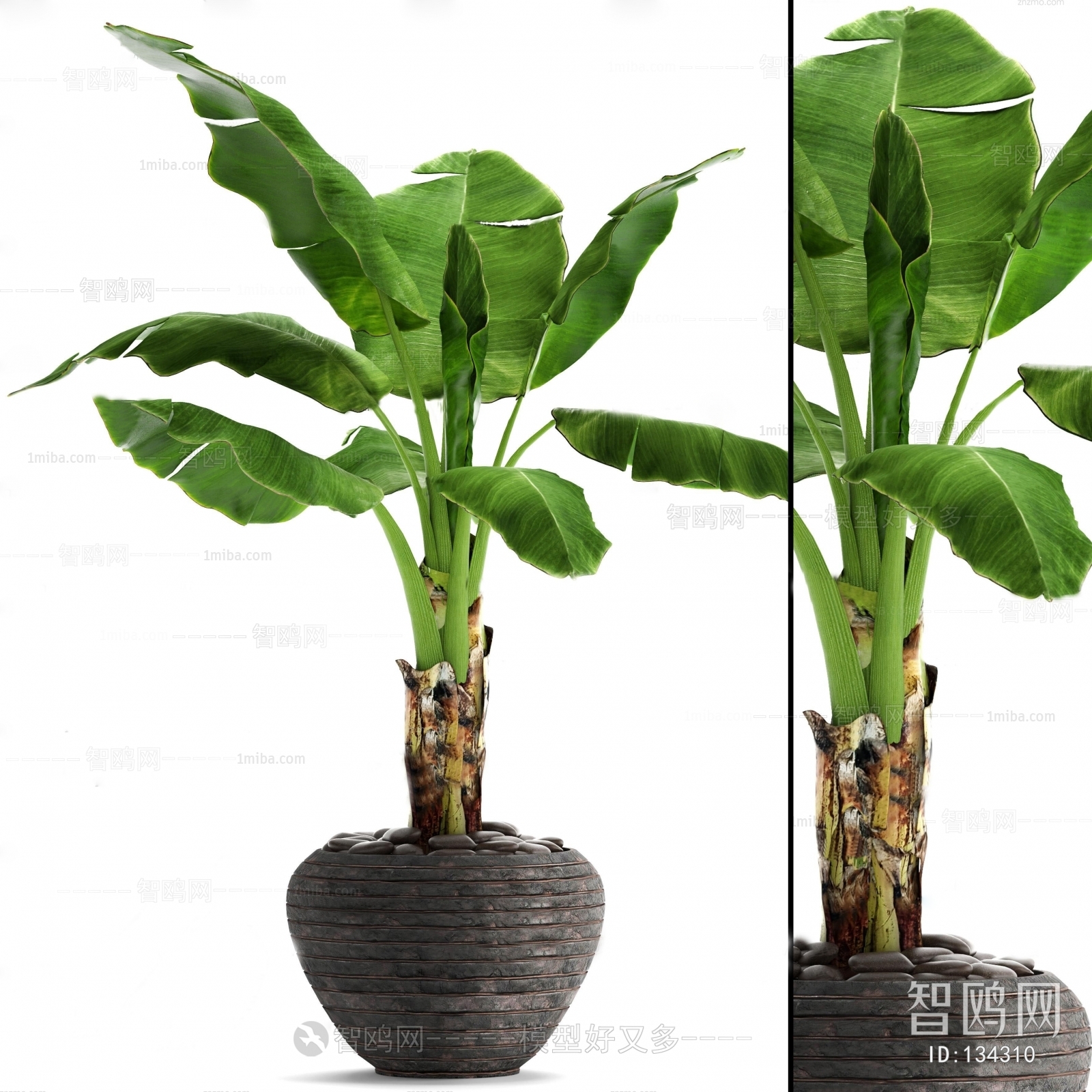 Modern Potted Green Plant