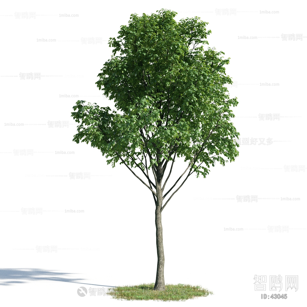 Modern Tree/shrub/grass