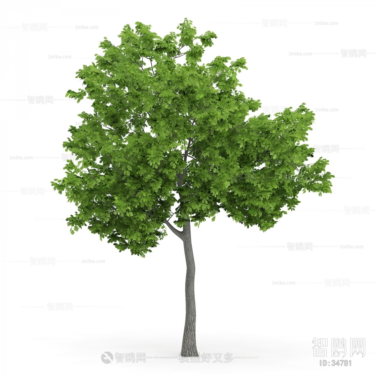 Modern Tree/shrub/grass