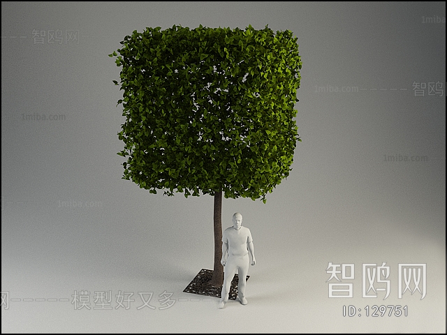 现代树