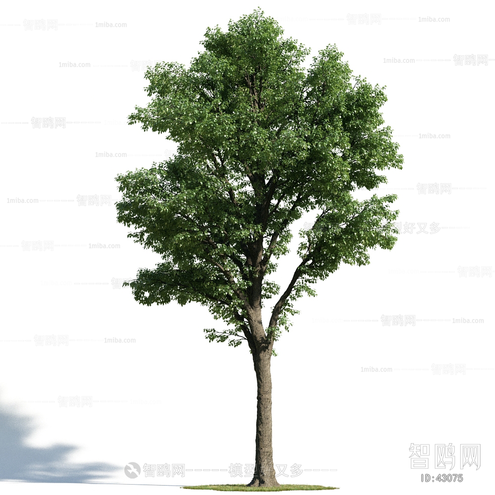 Modern Tree/shrub/grass