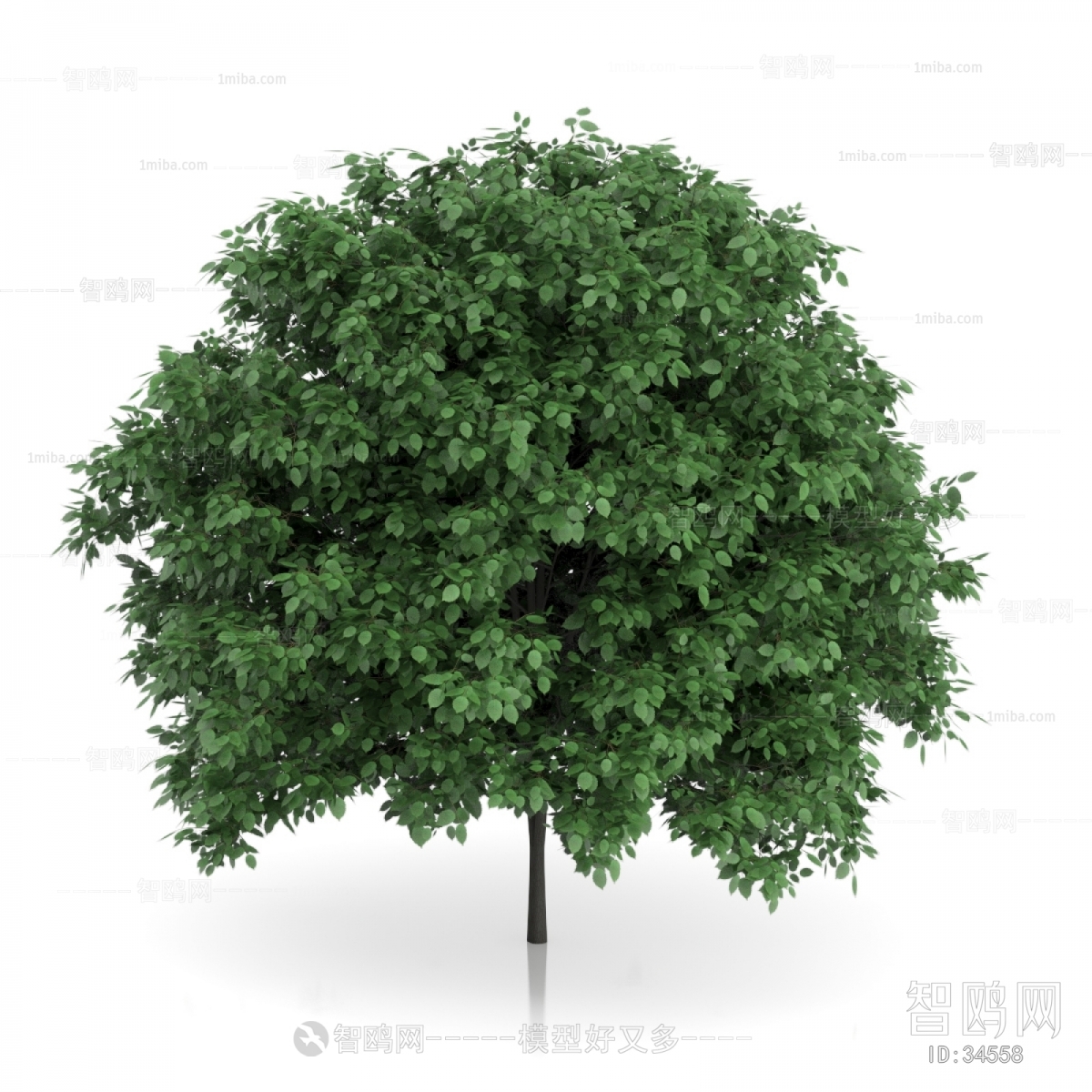 Modern Tree/shrub/grass