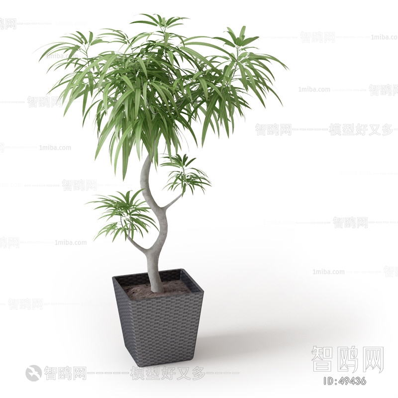 Modern Potted Green Plant