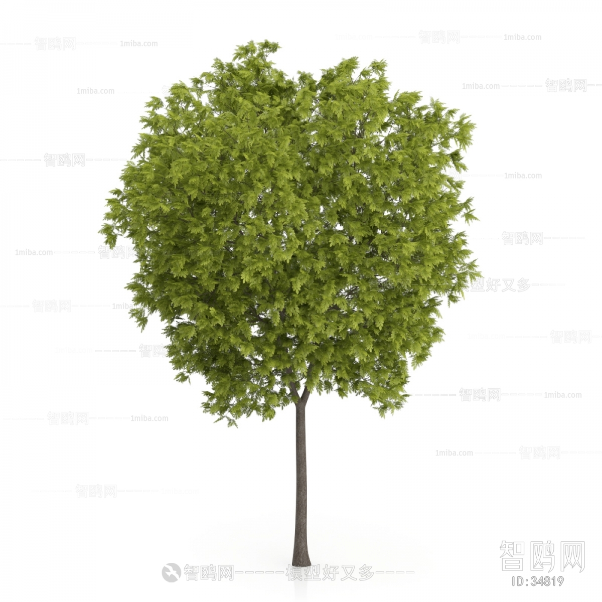 Modern Tree/shrub/grass