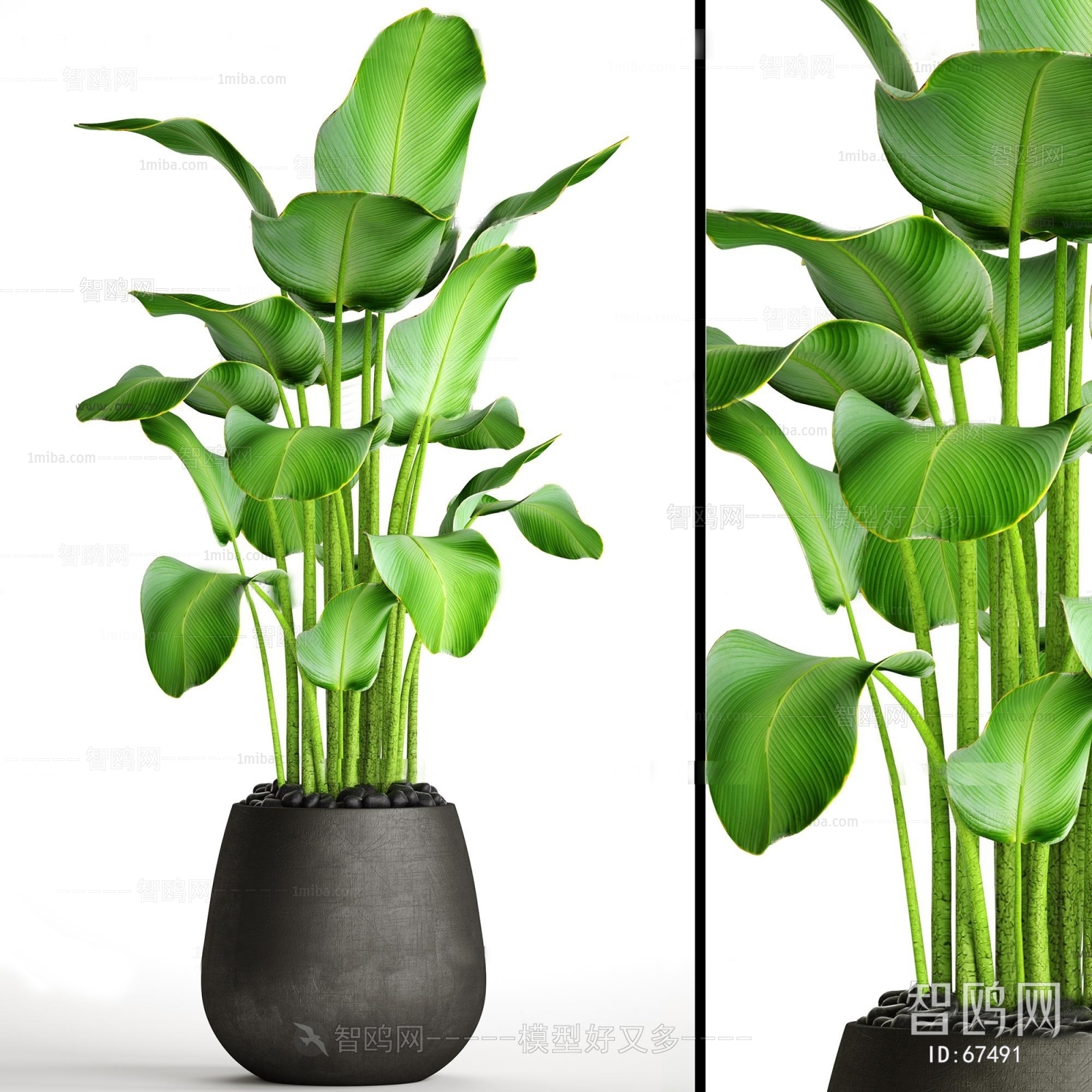 Modern Potted Green Plant