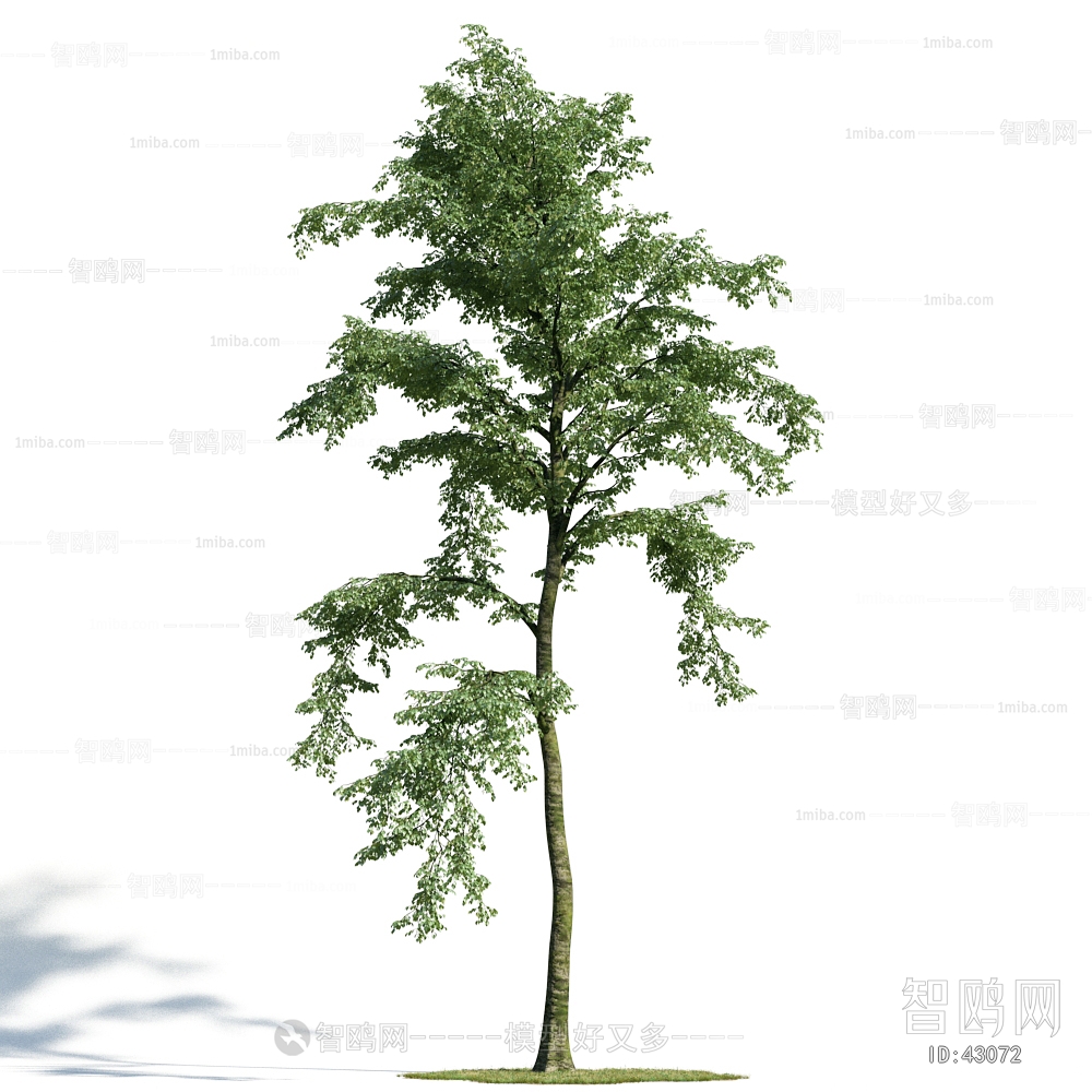 Modern Tree/shrub/grass