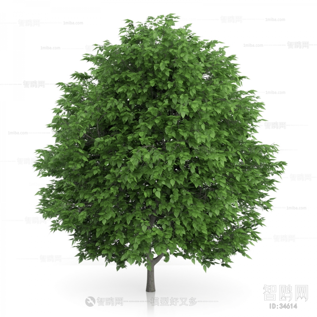 Modern Tree/shrub/grass