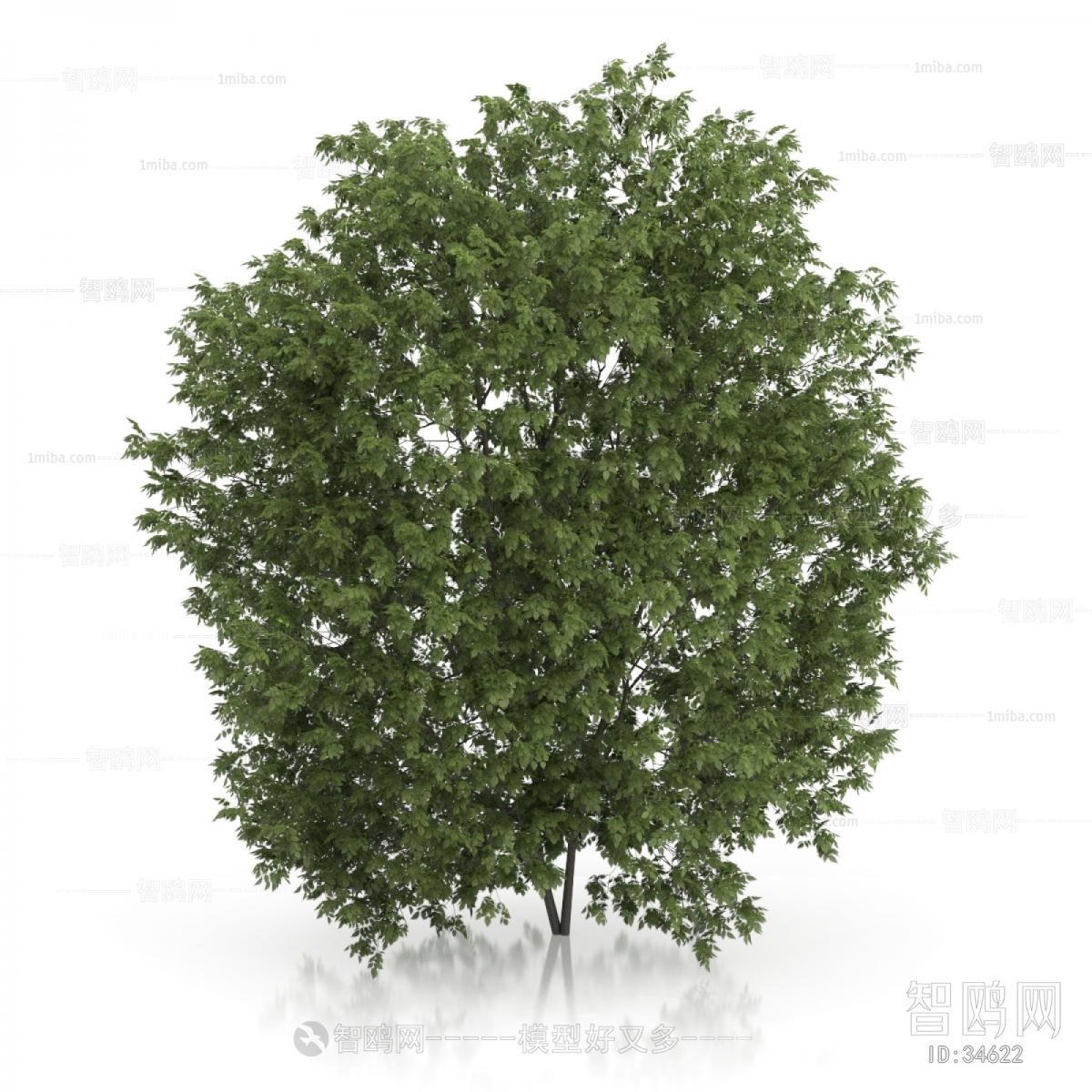 Modern Tree/shrub/grass