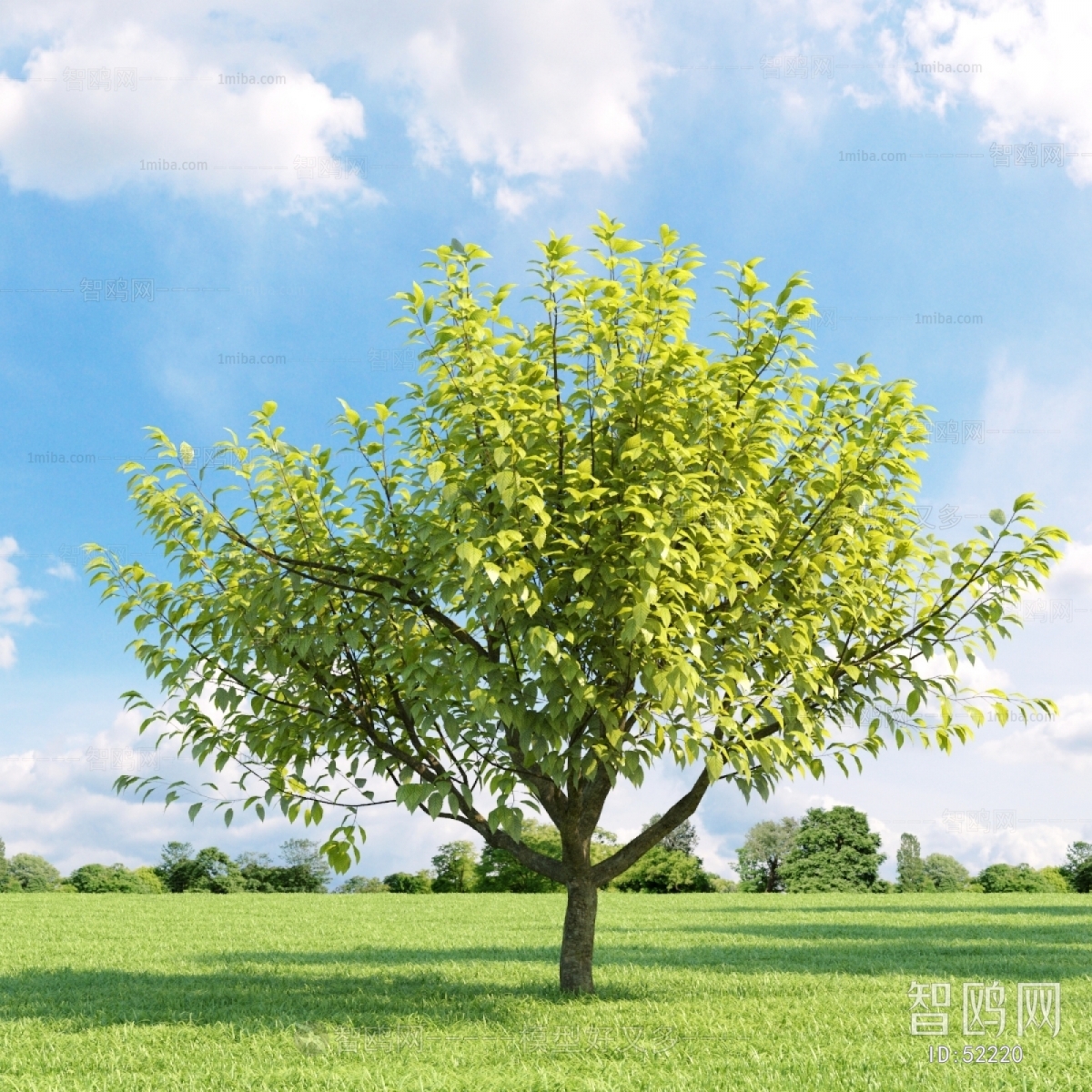 Modern Tree/shrub/grass