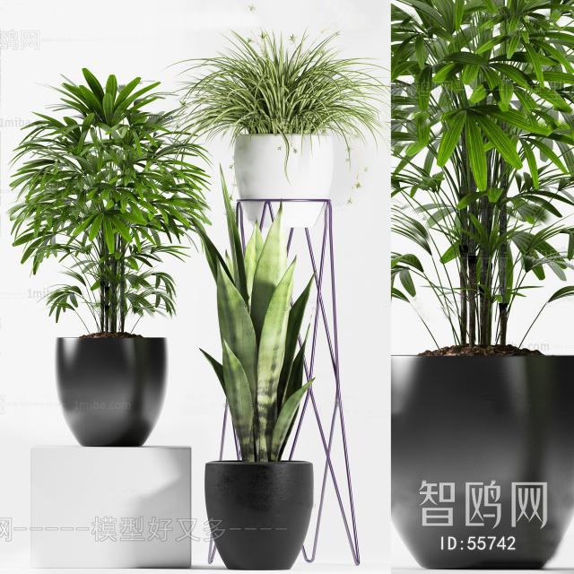 Modern Potted Green Plant