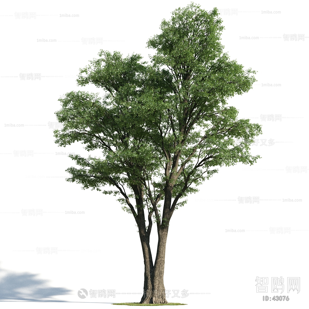 Modern Tree/shrub/grass