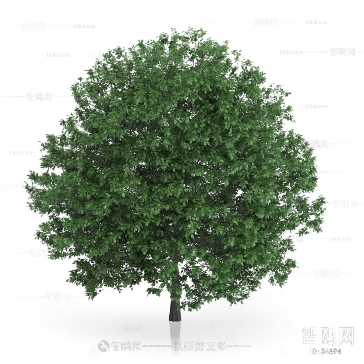 Modern Tree/shrub/grass