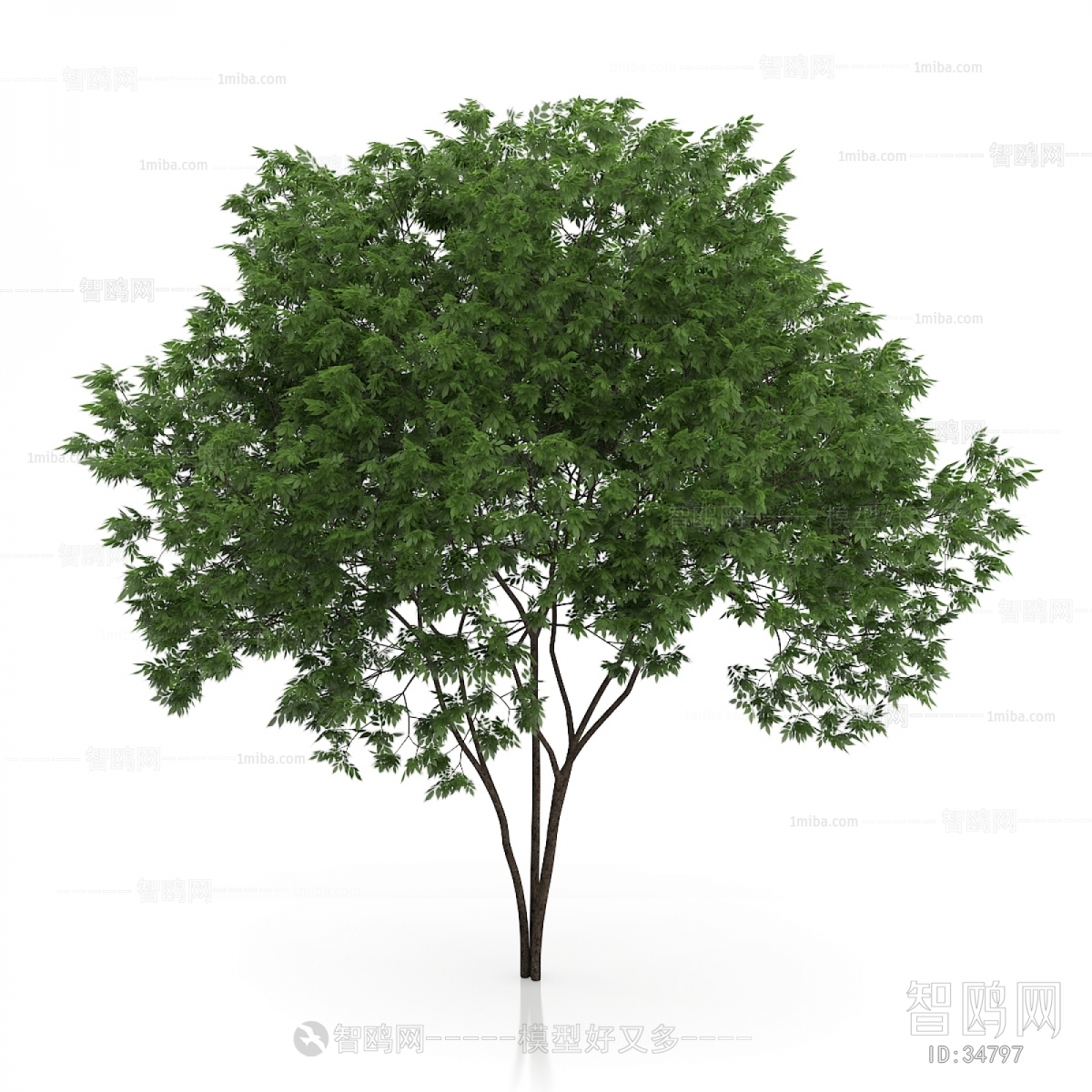 Modern Tree/shrub/grass