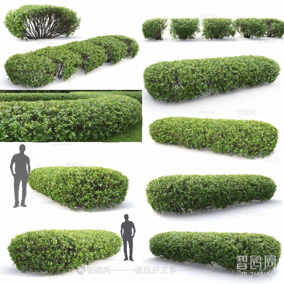 Modern Shrubbery