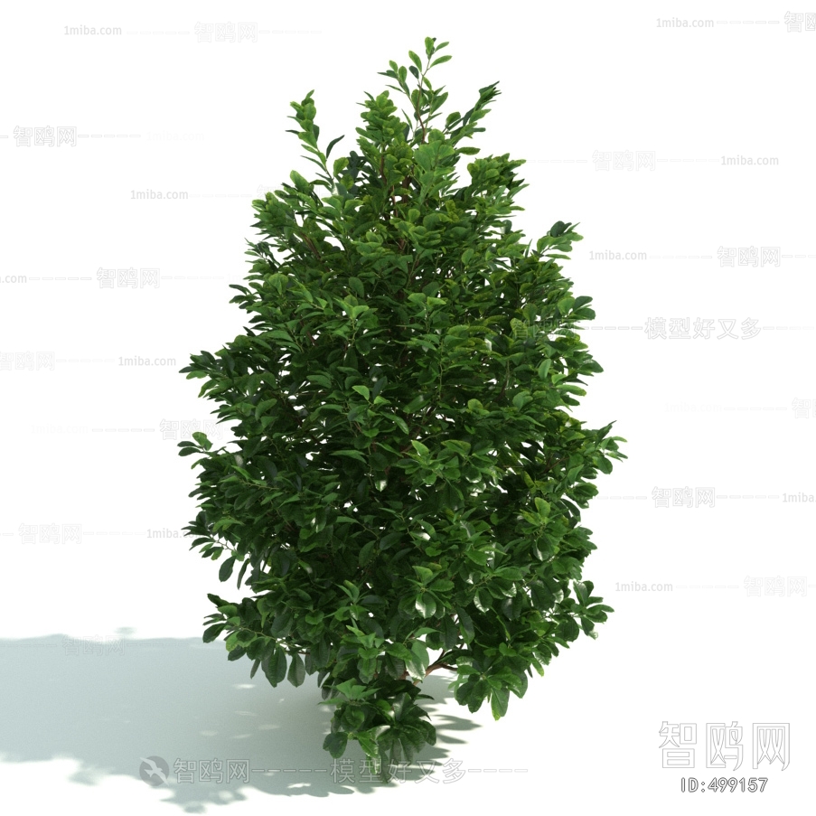 Modern Shrubbery