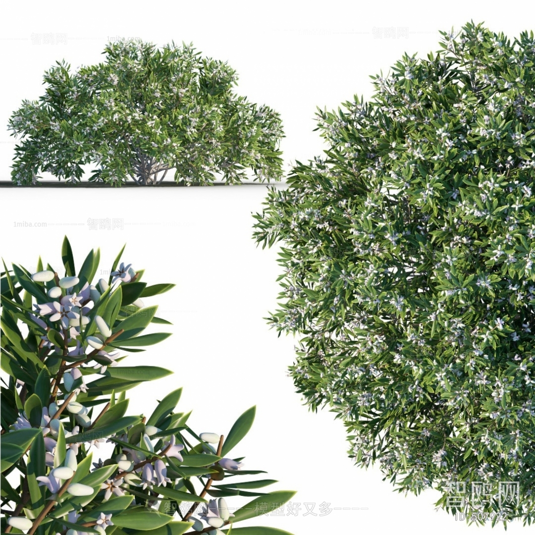 Modern Shrubbery