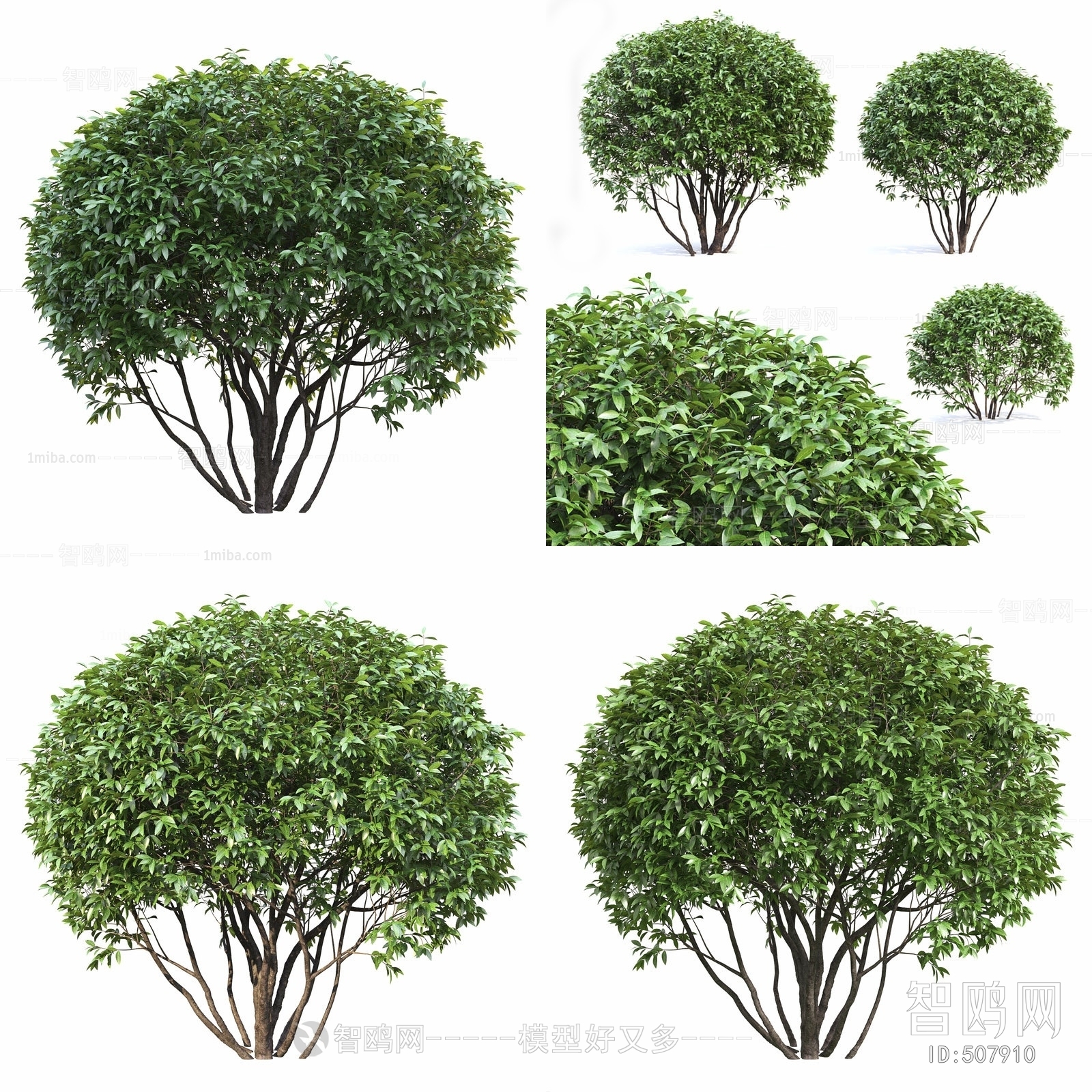 Modern Shrubbery