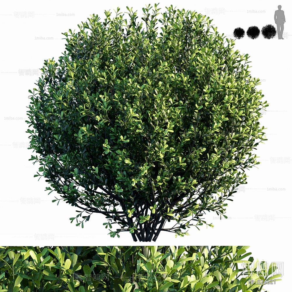 Modern Shrubbery