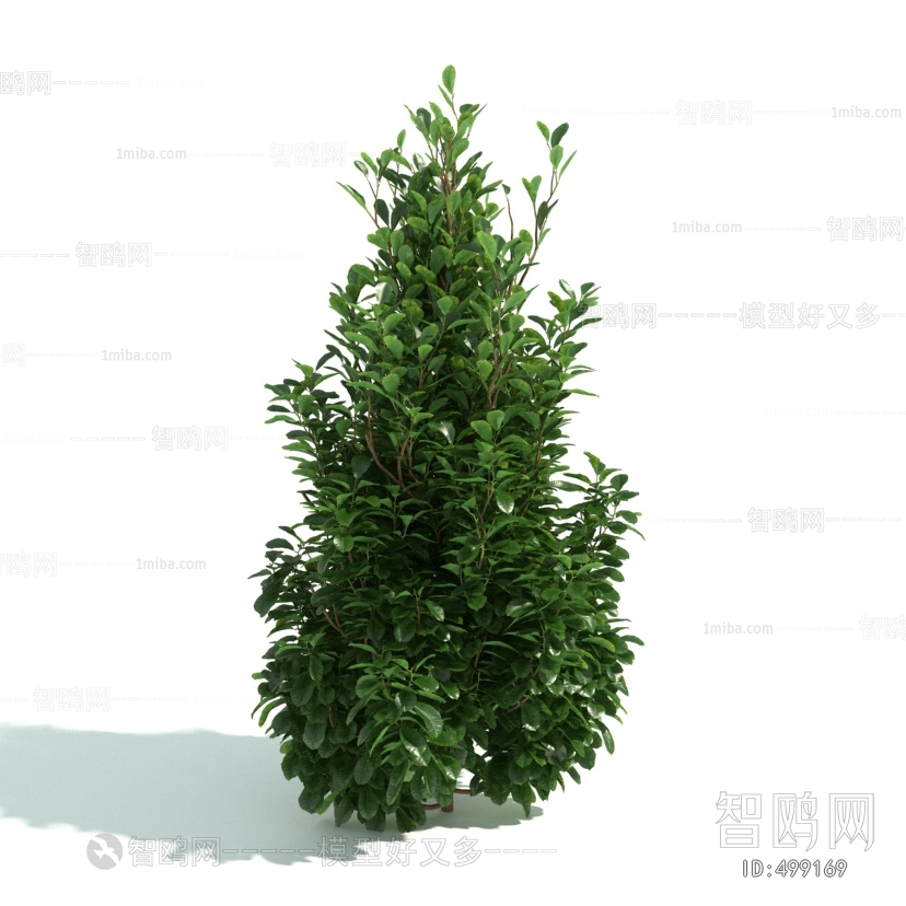 Modern Shrubbery