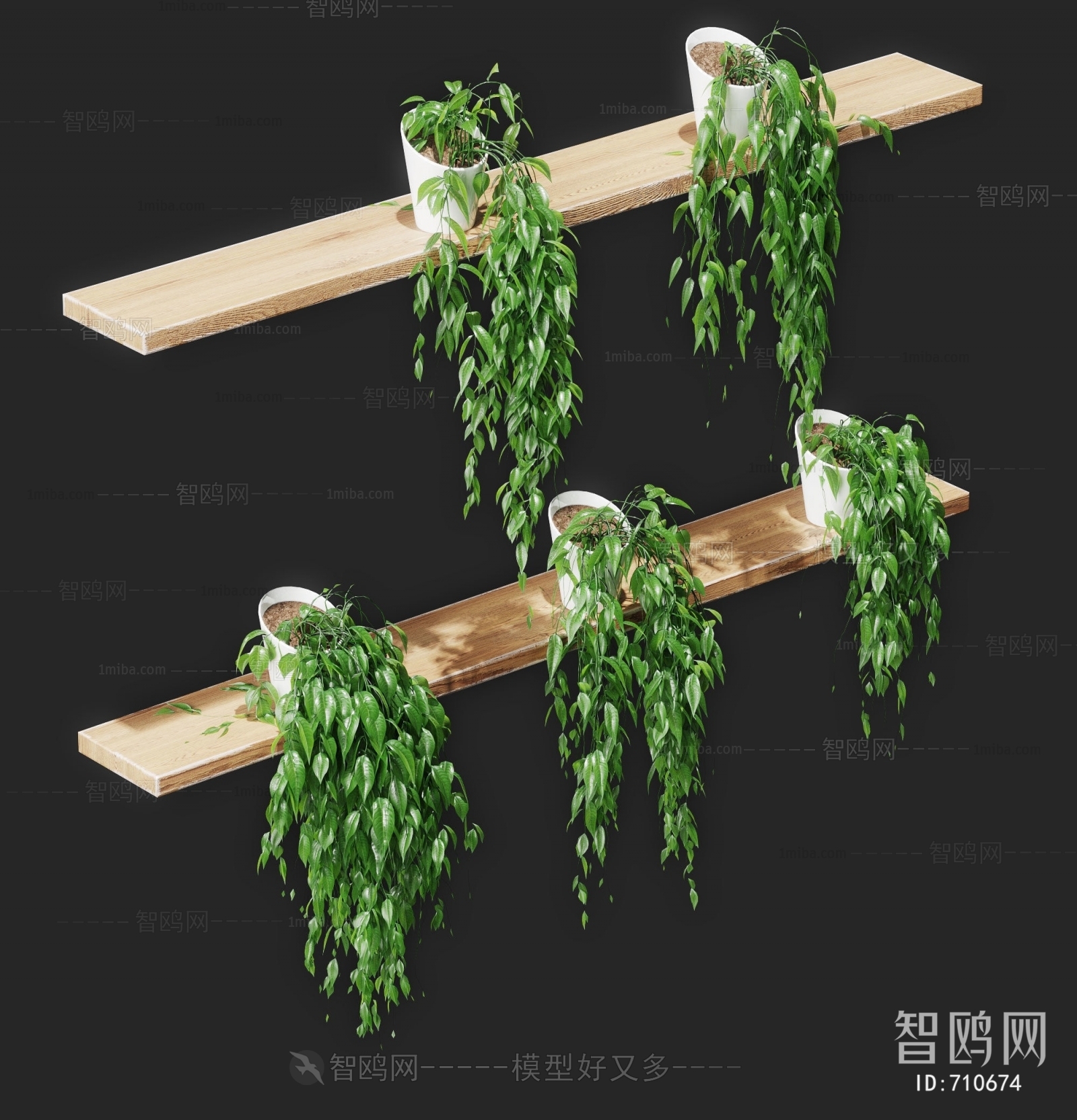 Modern Chlorophytum Comosum