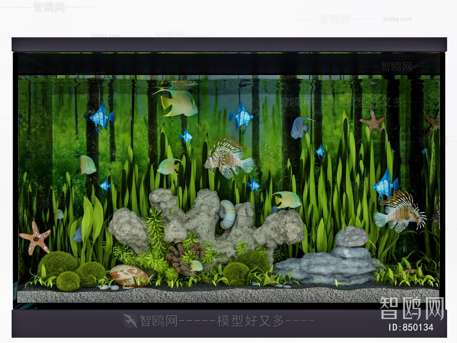 Modern Fish Tank