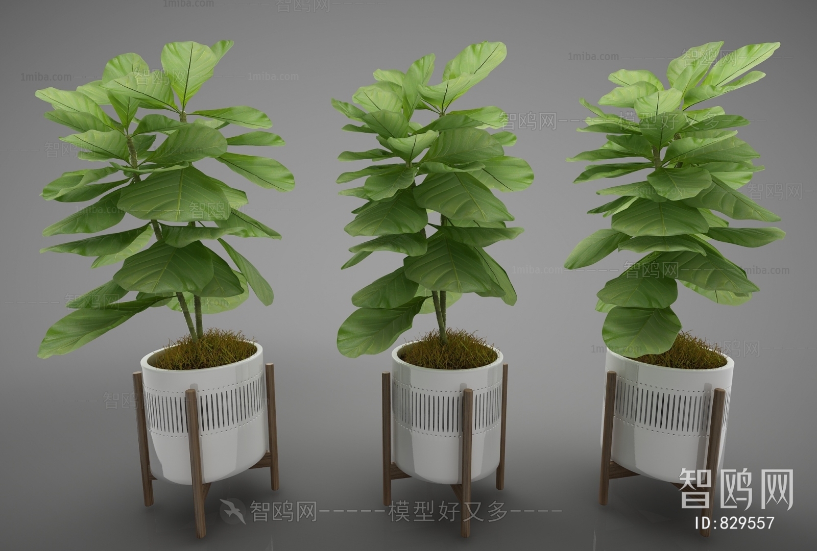 Modern Potted Green Plant