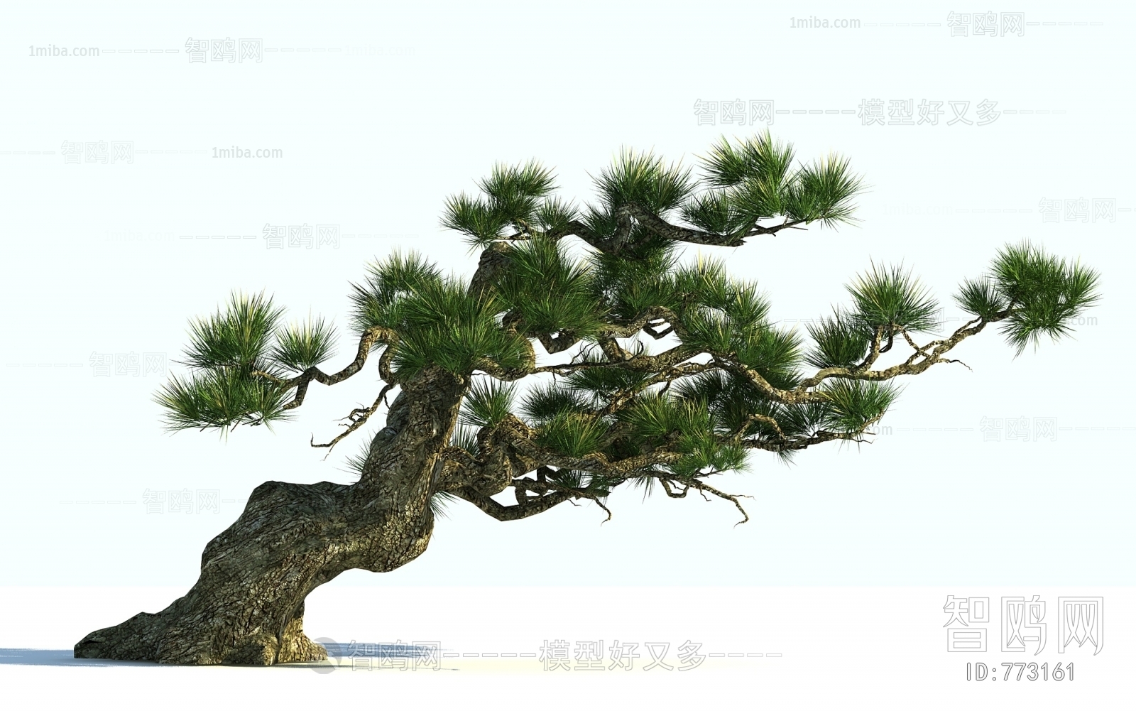 中式迎客松景观树