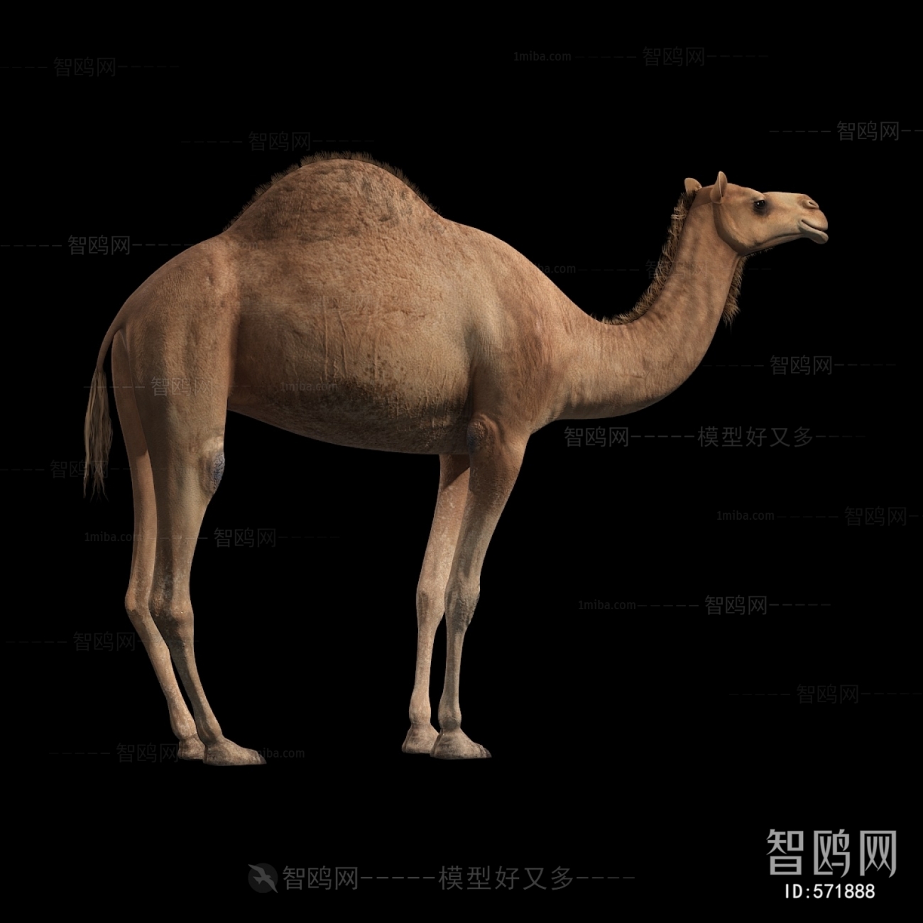 现代动物骆驼