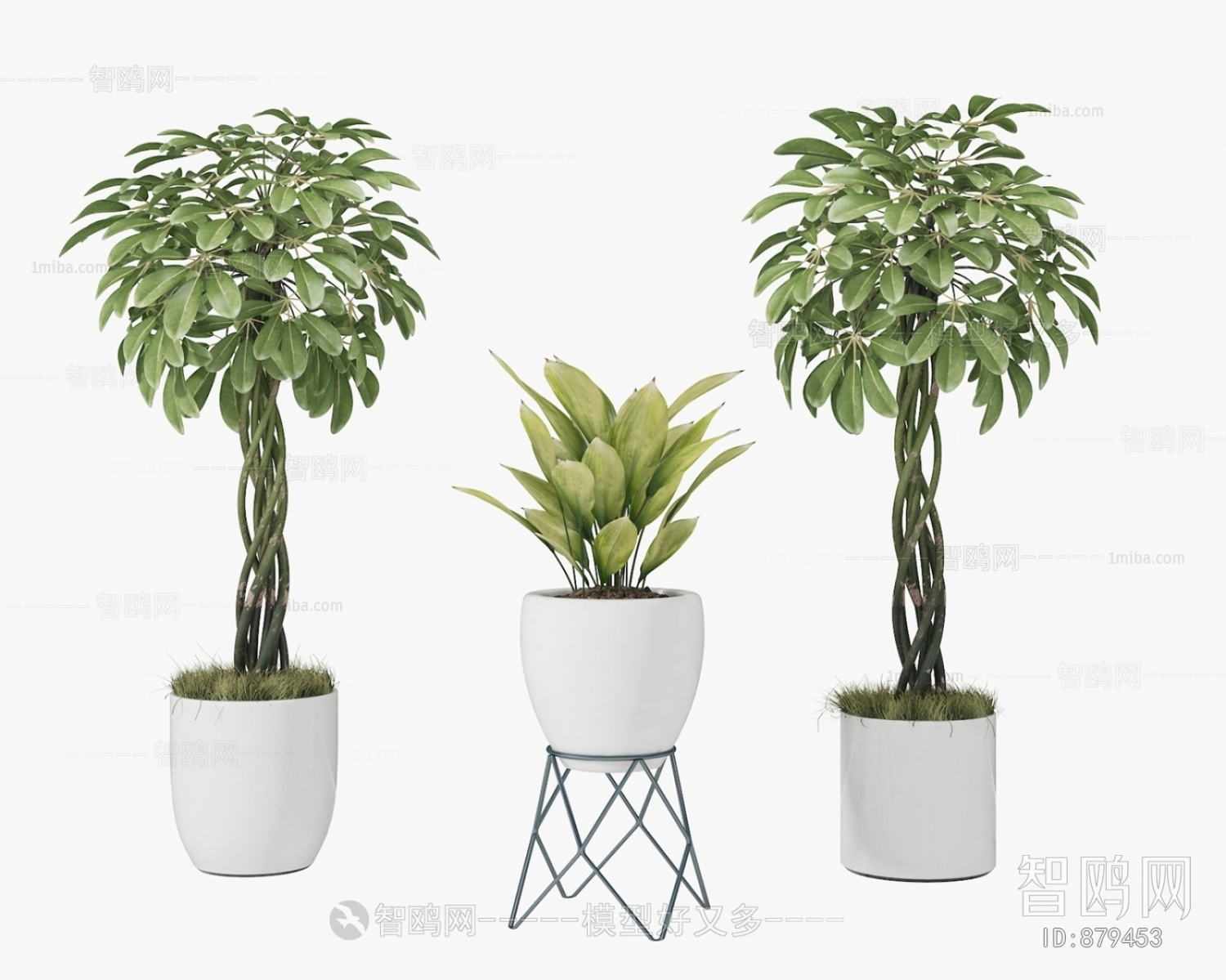 Modern Potted Green Plant