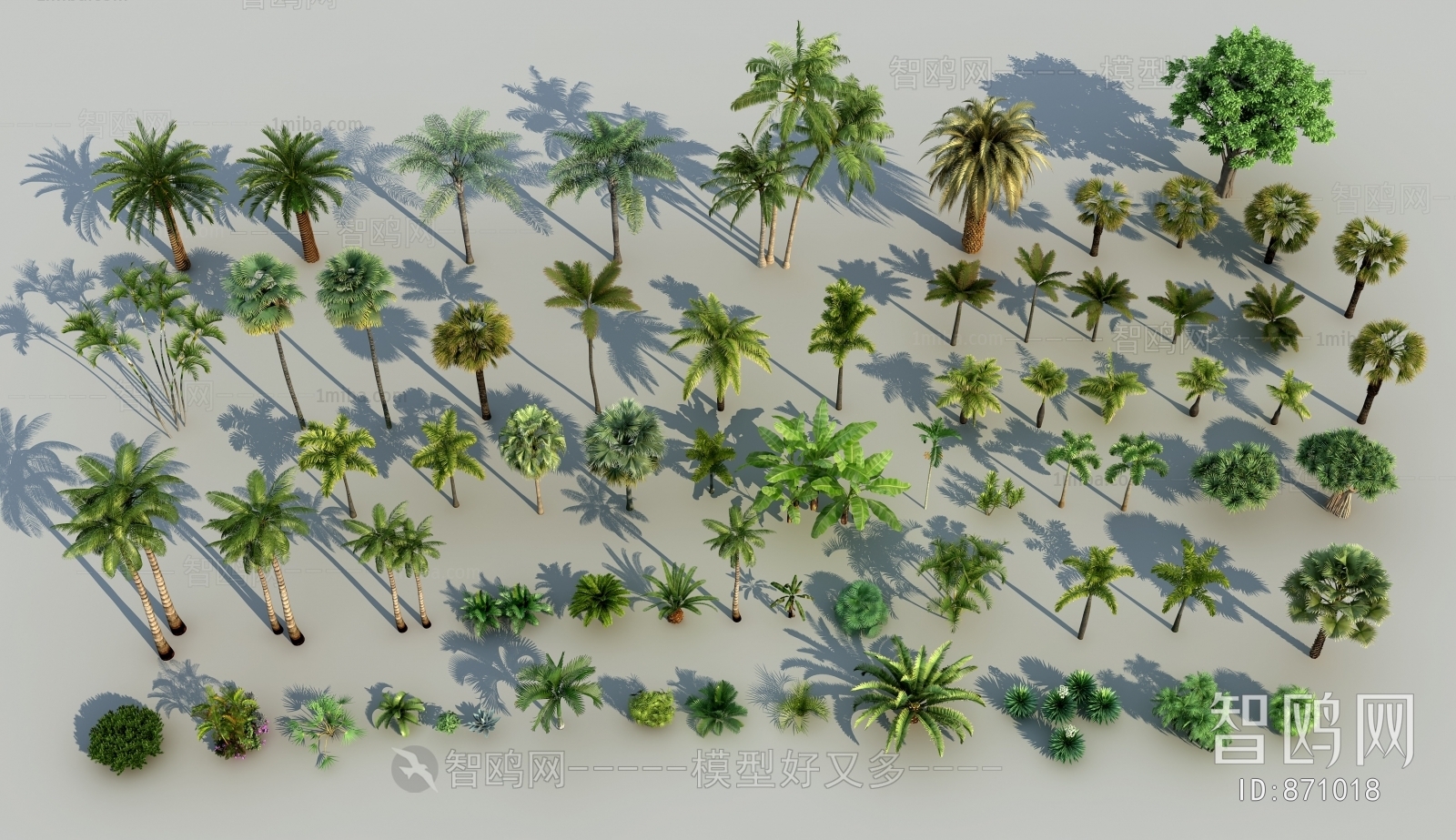 现代椰树棕榈树热带树木组合