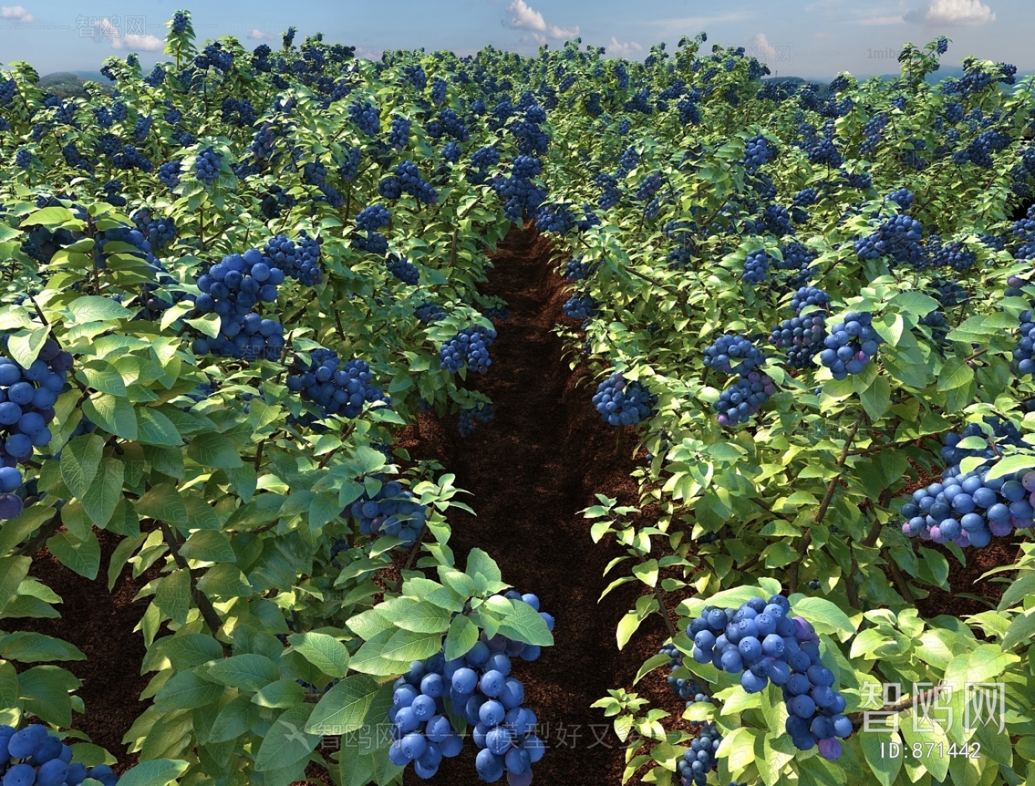 现代蓝莓园