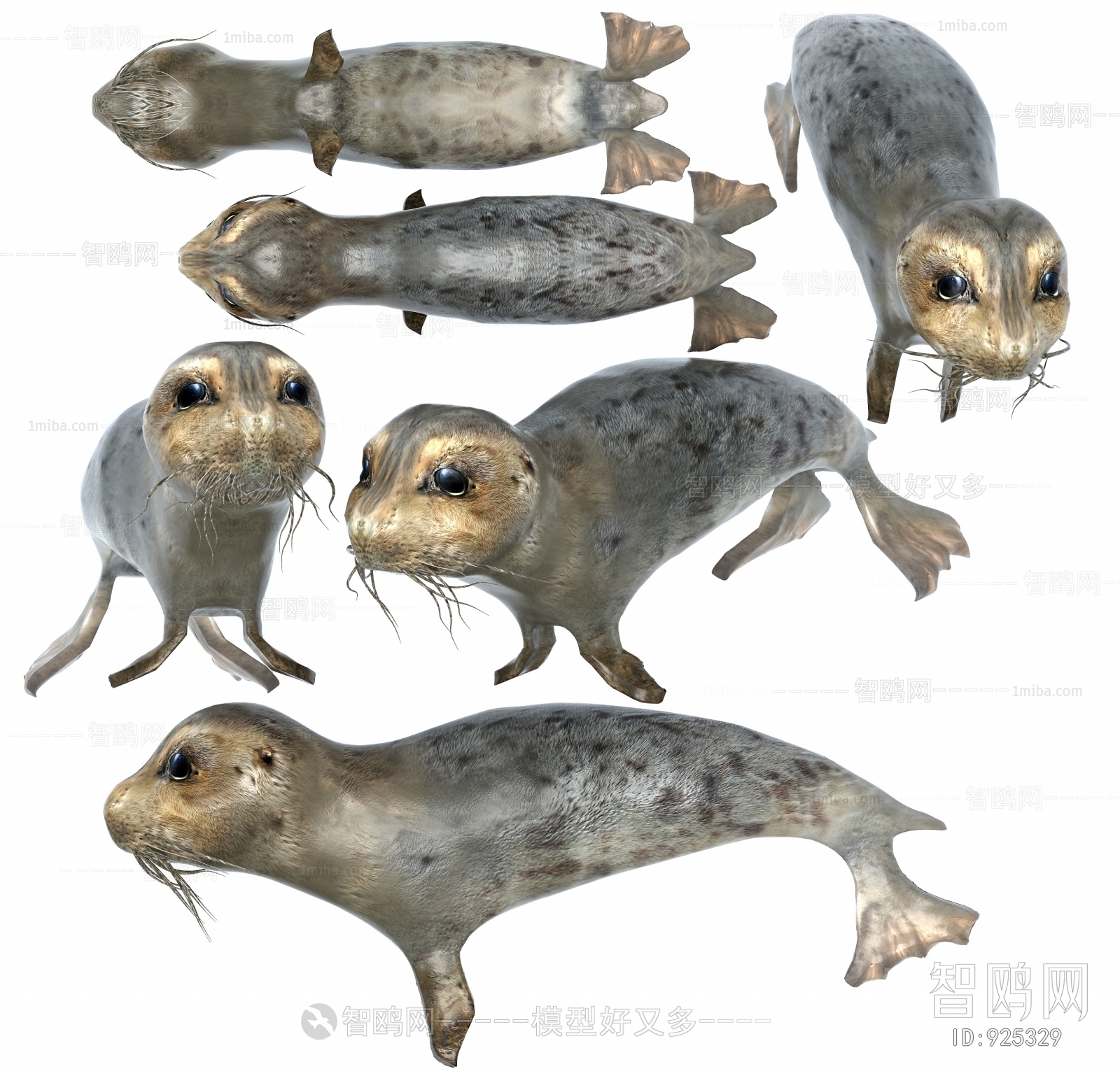 现代环斑海豹