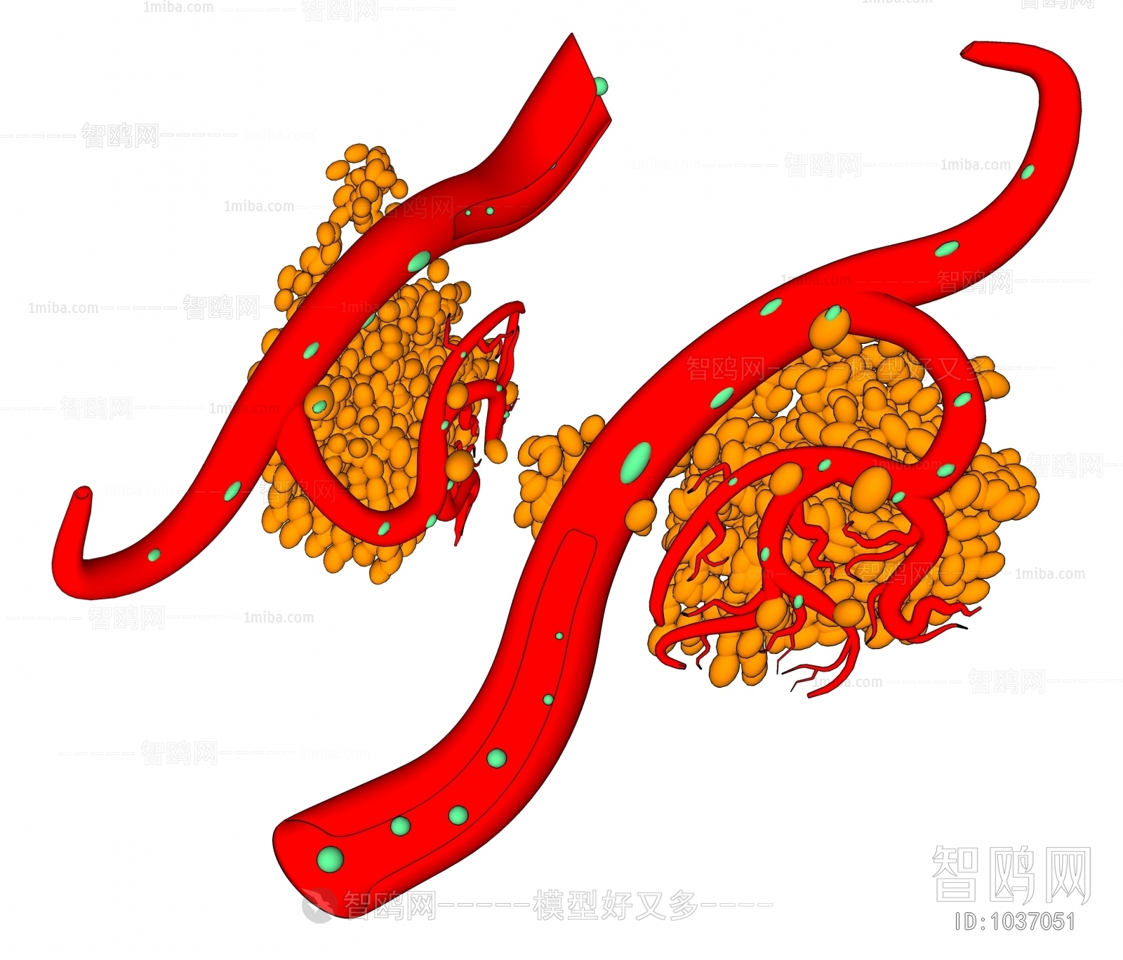 现代医学器官，血管细胞