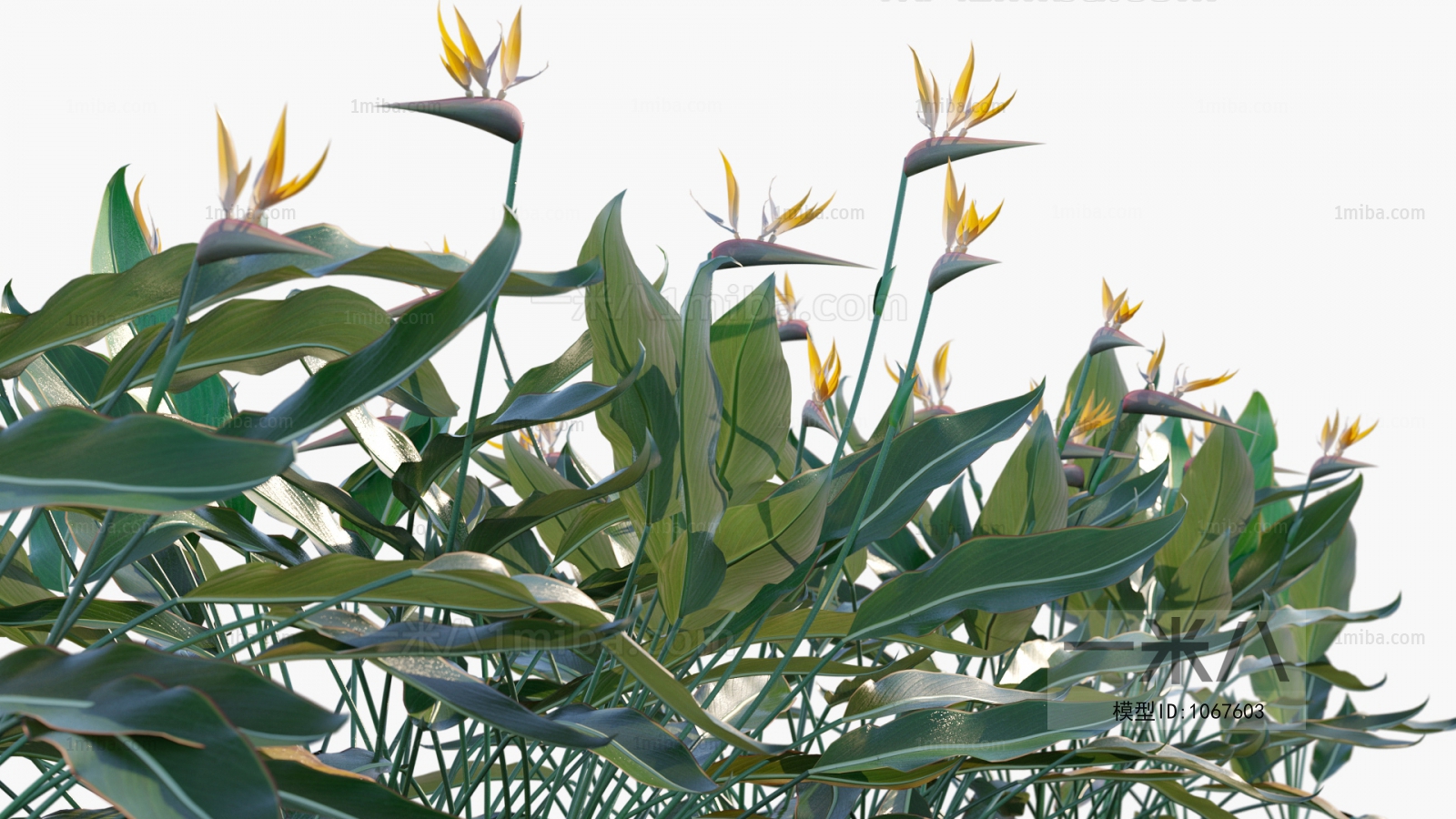 Modern Flowers And Grass