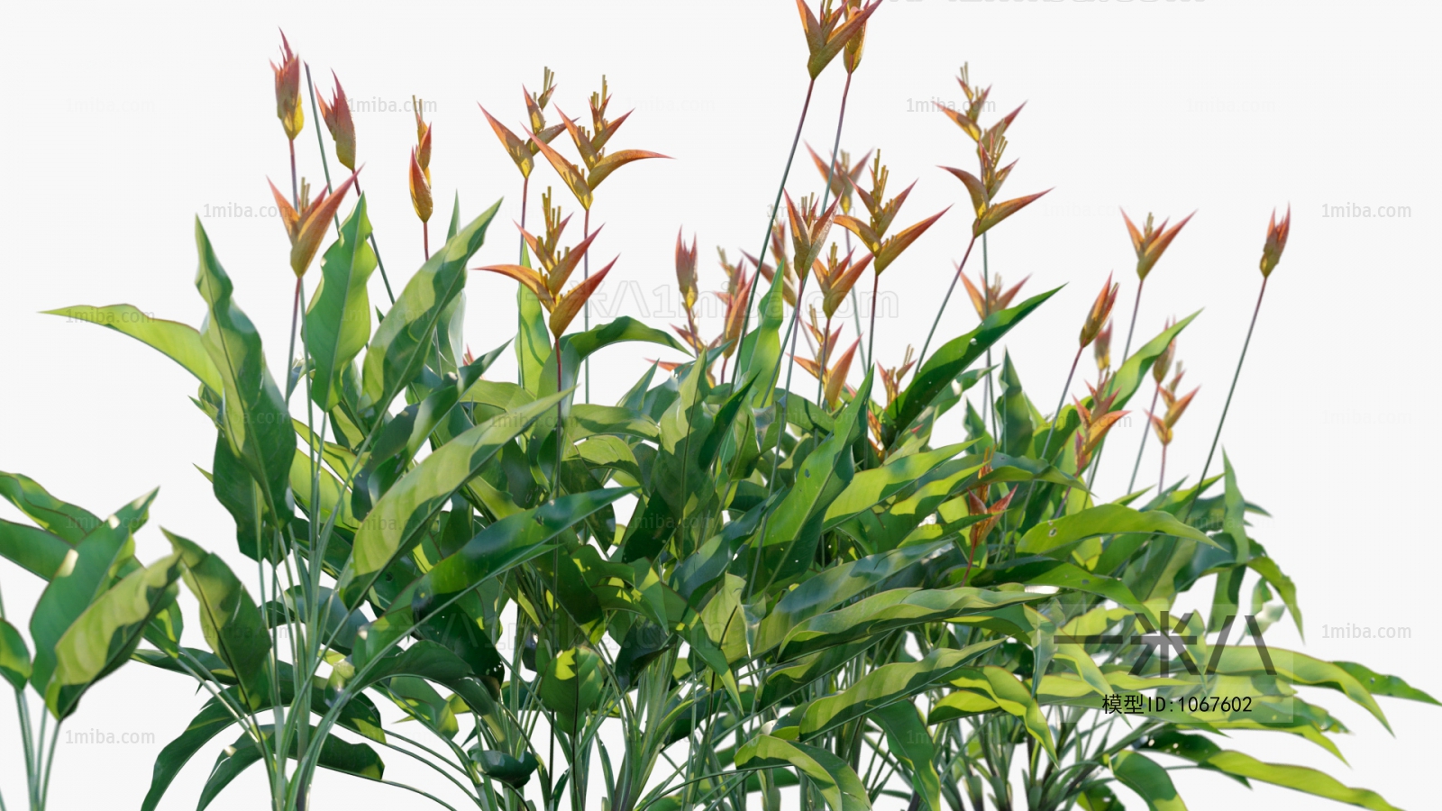 Modern Flowers And Grass