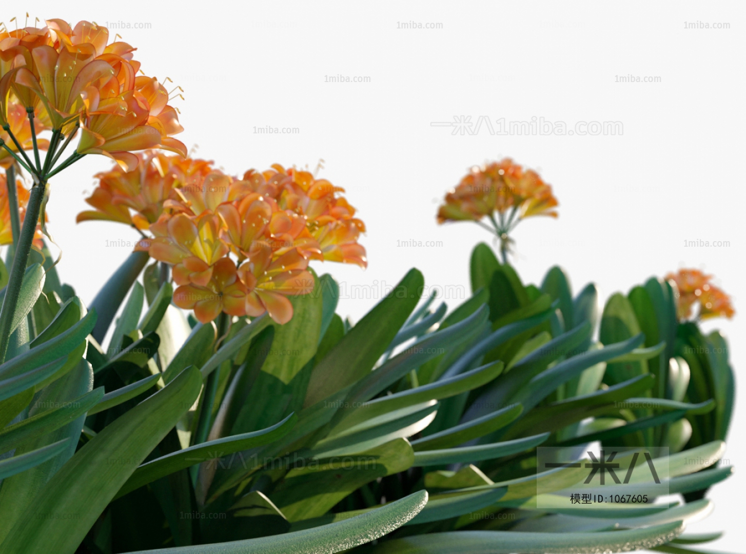 Modern Flowers And Grass