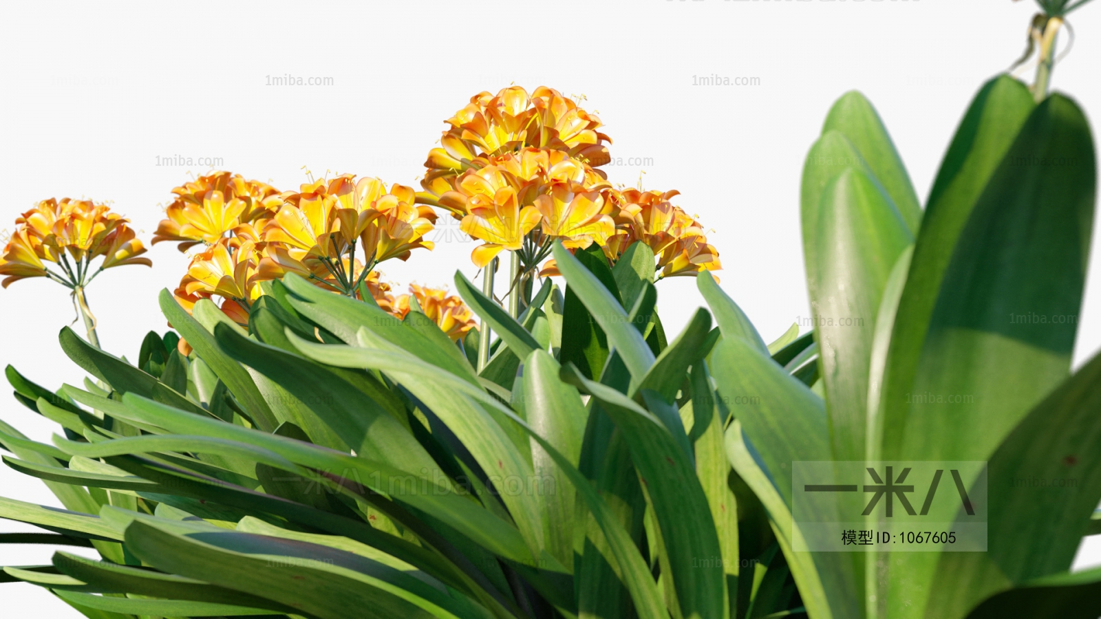 Modern Flowers And Grass