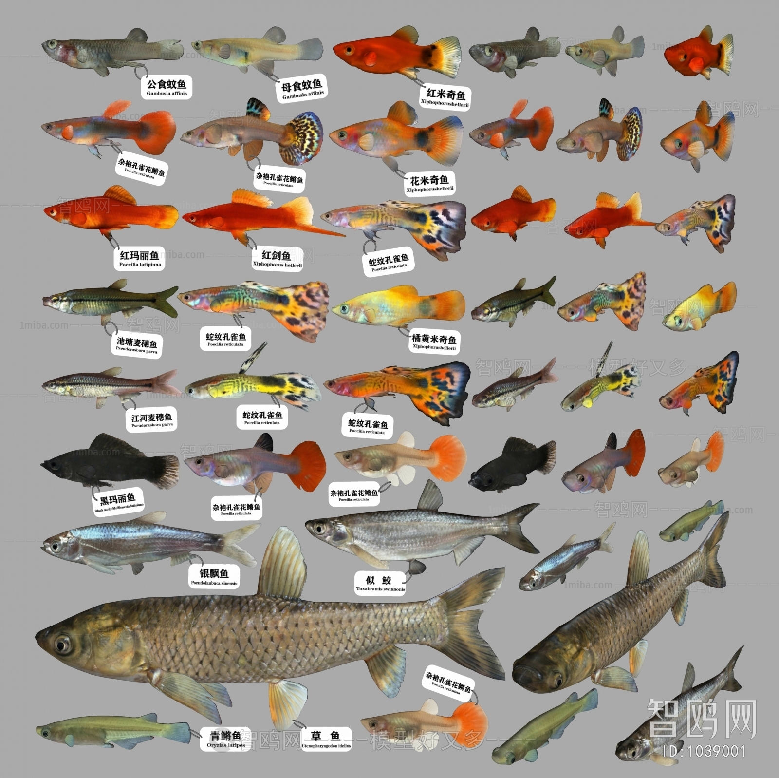 现代鱼组合
